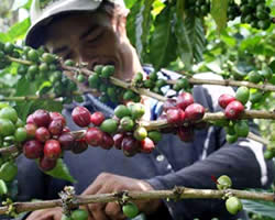Producción cafetera creció en agosto Producción cafetera creció en agosto
