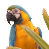 Mongo-mongo o calandraca