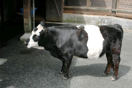 Vaca miniatura Vaca miniatura