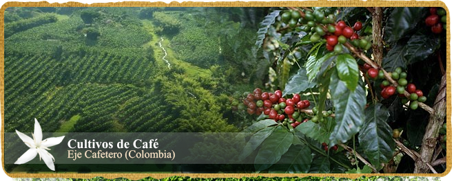 Eje Cafetero Eje Cafetero