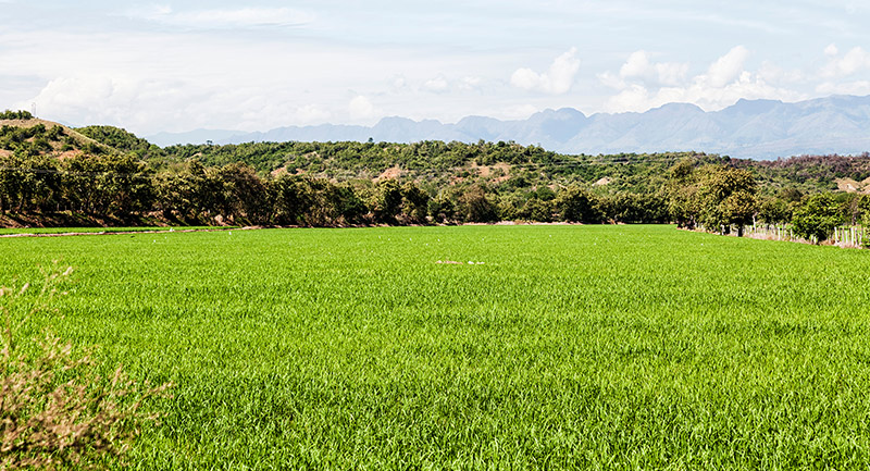 Cultivos de Arroz